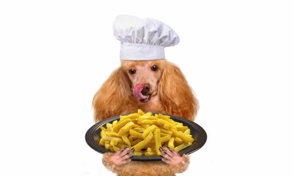 Patatine fritte, Patate pronte, Cane, Mangiare, Umorismo