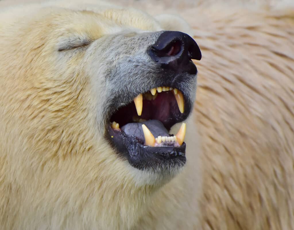 denti di orso polare