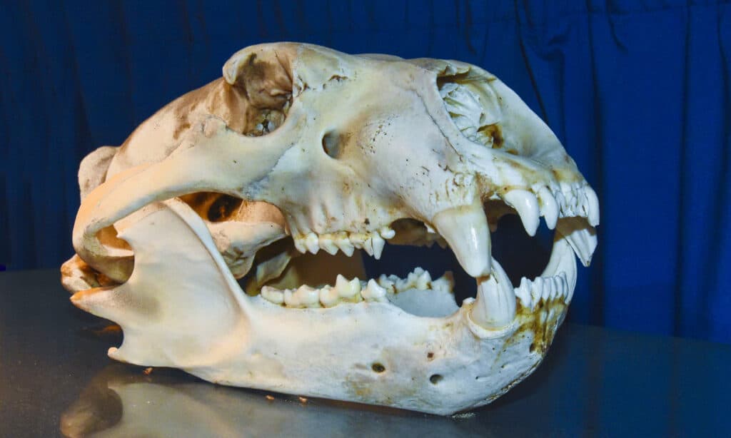 Cranio di un orso polare