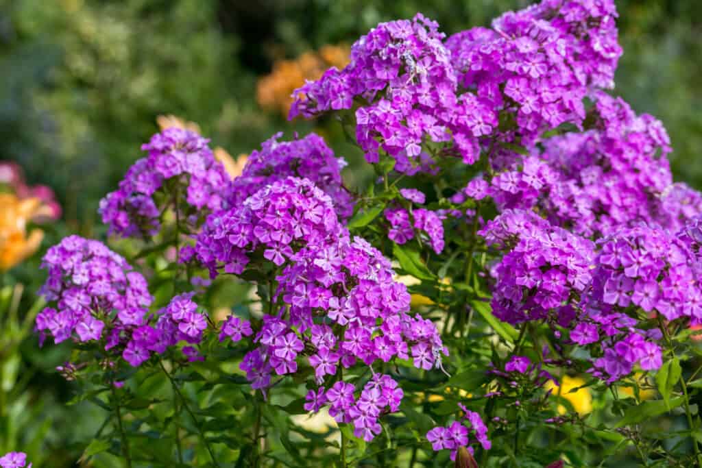 flox da giardino