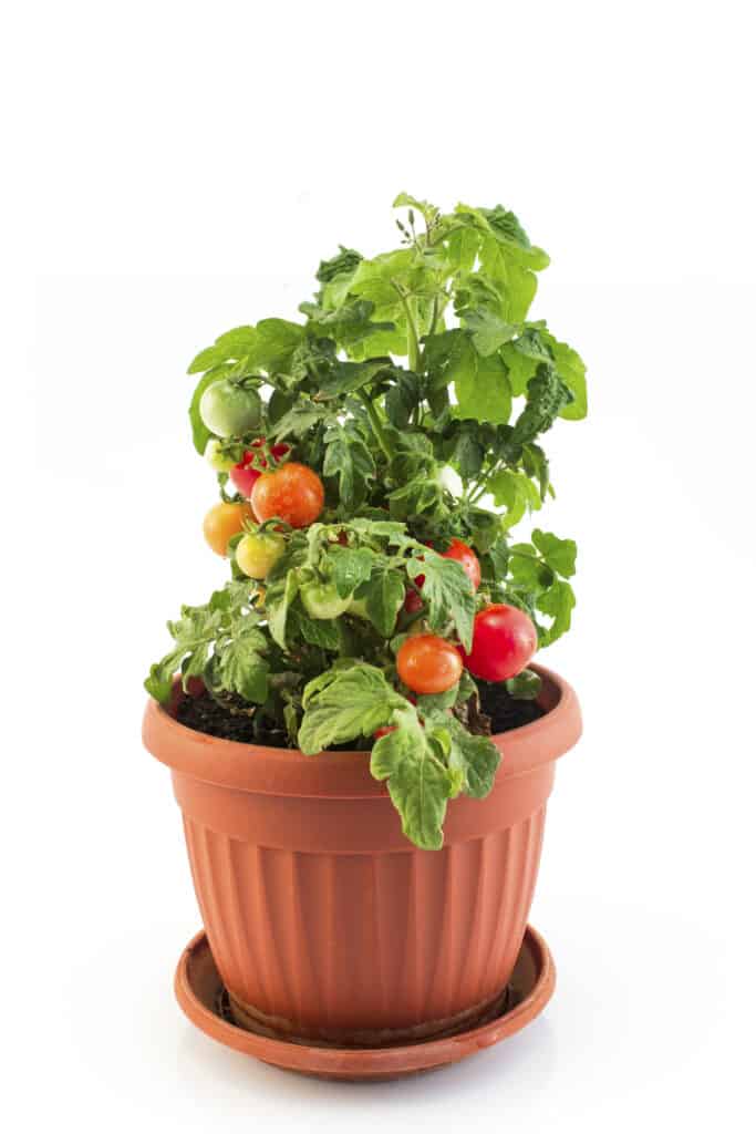 Pianta di pomodoro ciliegino con in vaso su sfondo bianco