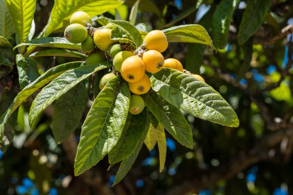 Frutti di nespole sul ramo di un albero all'aperto