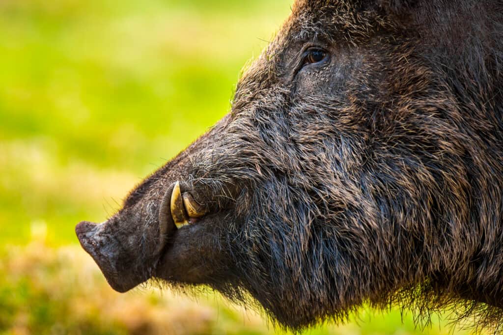 Cinghiale, Testa, Zanna, Maiale, Campo Agricolo
