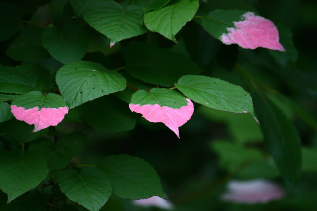 Foglia di Silvervine che si è trasformata in colore rosa.Hokkaido, Giappone.