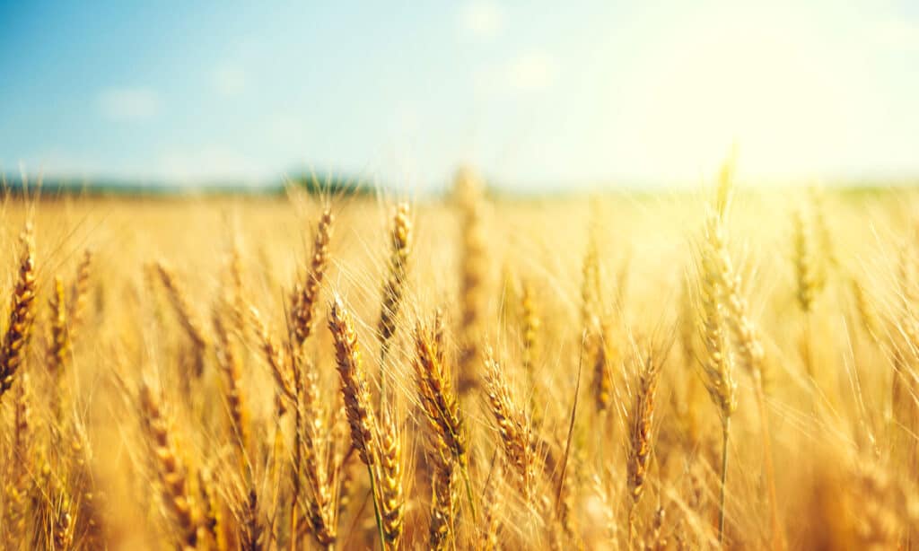 Grano, Campo Agricolo, Cereale, Raccolto - Pianta, Agricoltura
