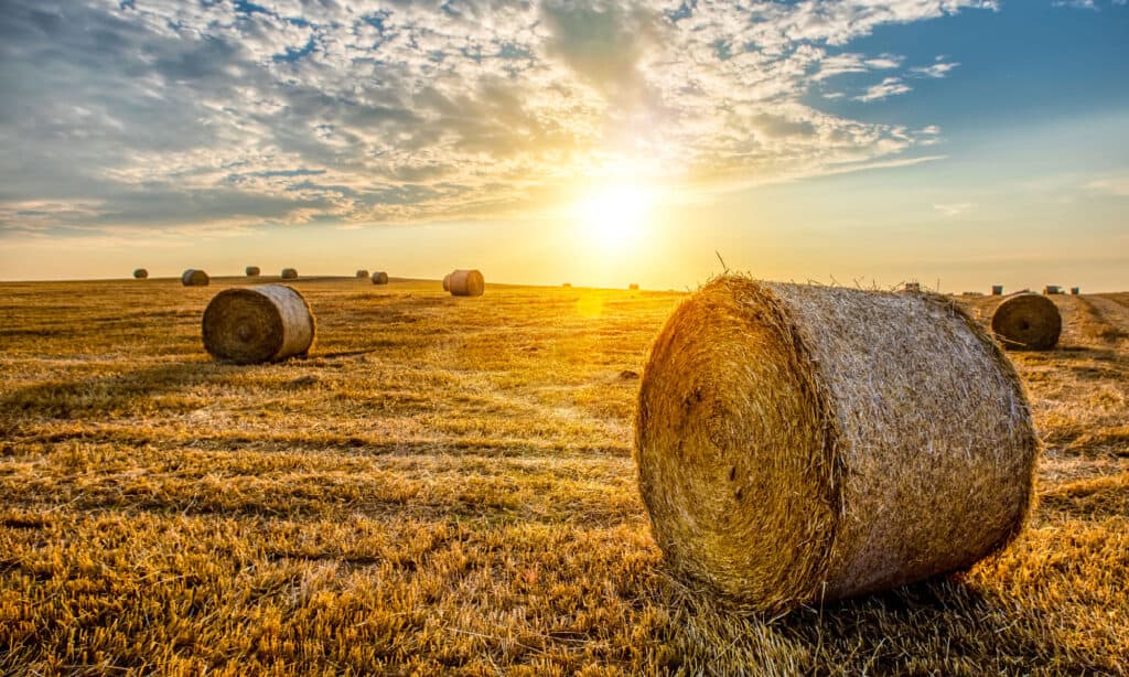 Balla, fieno, campo agricolo, tramonto, agricoltura