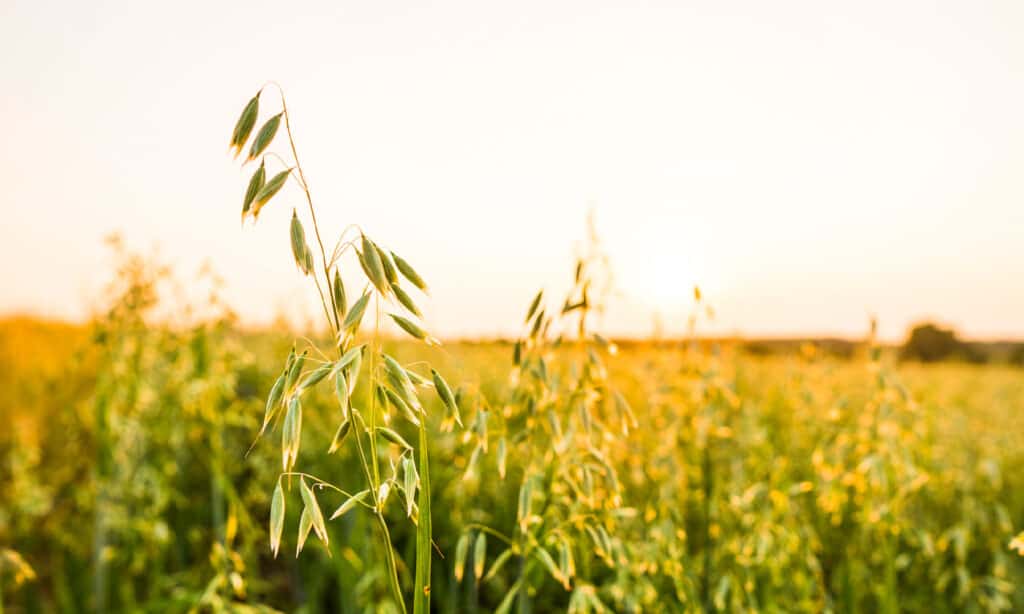 Avena - Raccolto, Campo agricolo, Foraggiamento, Colore verde, Paglia