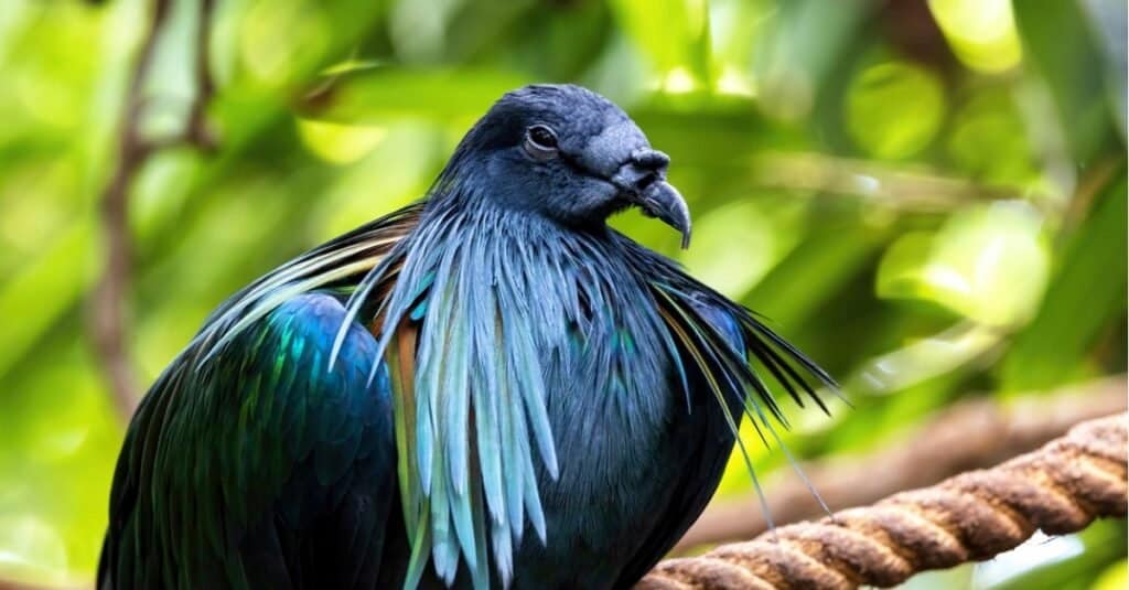 Piccione delle Nicobare , Caloenas nicobarica , l'unico membro vivente del genere Caloenas, e potrebbe essere il parente vivente più stretto del dodo estinto