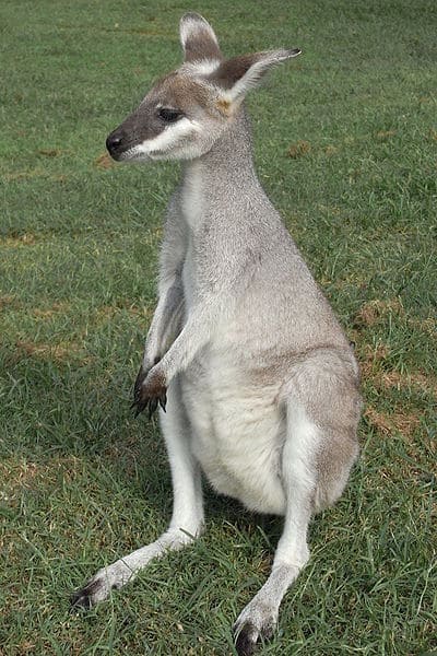 Giovane Whiptail Wallaby (Macropus parryi) al Lone Pine Koala Sanctuary, Brisbane, Australia.