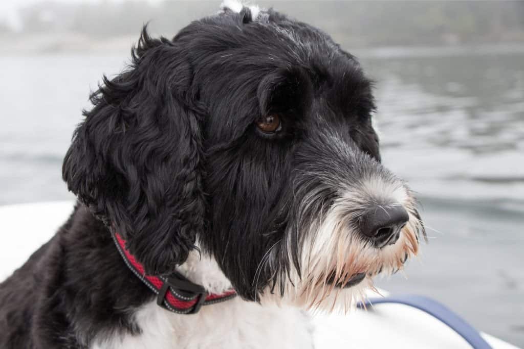 La faccia di un cane da acqua portoghese vicino a uno specchio d'acqua.