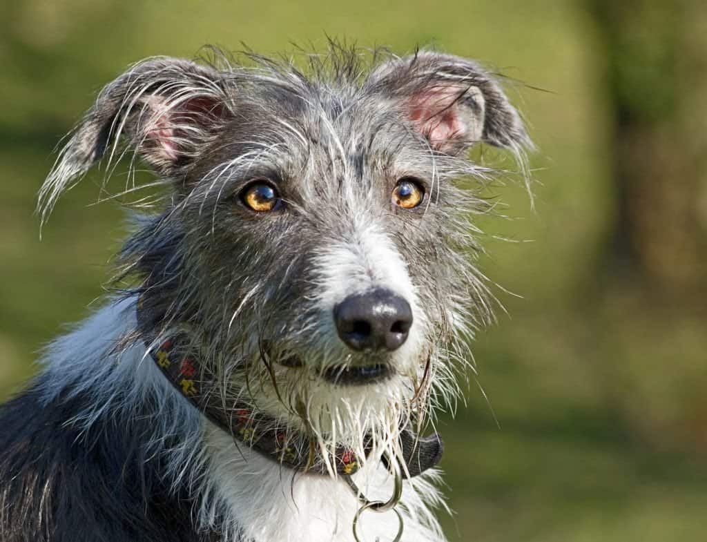 Un primo piano di un cane di razza mista grigio e bianco.