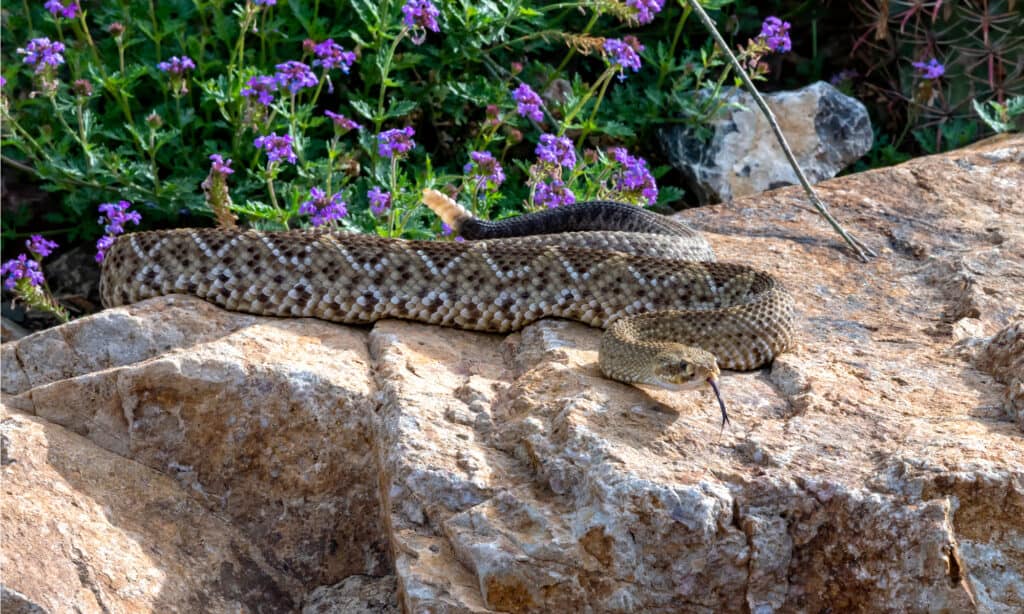Serpente a sonagli della costa occidentale messicana (Crotalus Basiliscus)