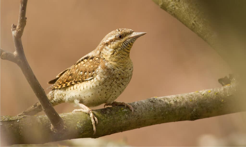 Torcicollo eurasiatico