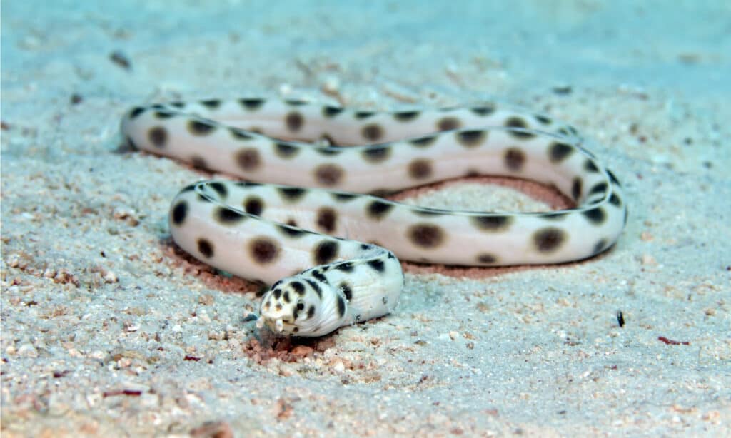 Anguilla serpente