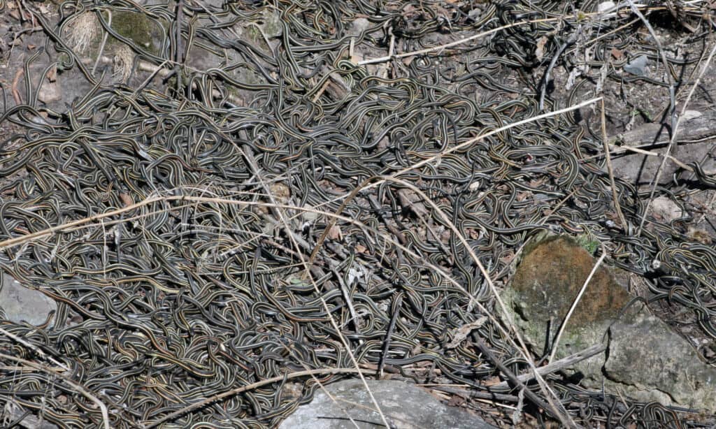 Tane di accoppiamento dei narcisi 