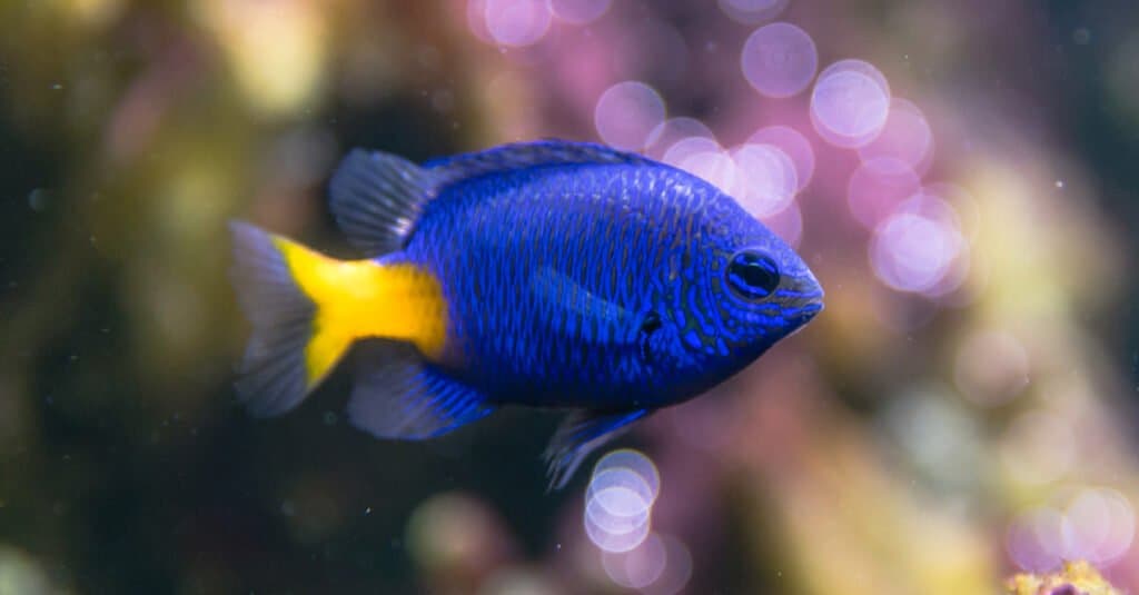 Blue Fish - Castagnole dalla coda gialla 