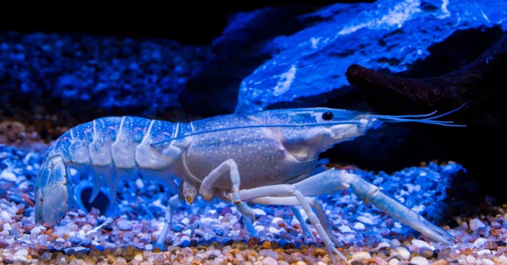 Pesce Azzurro - Gamberi Azzurri