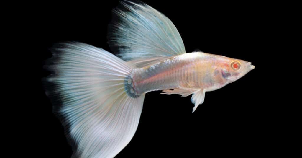 Pesce bianco - Guppy