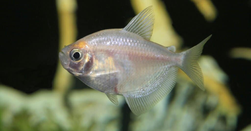 Pesce Bianco - Gonna Bianca Tetra