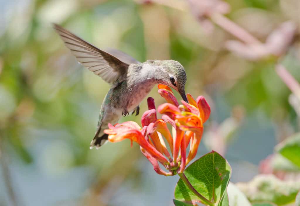 Colibrì che si nutre di un fiore di caprifoglio arancione
