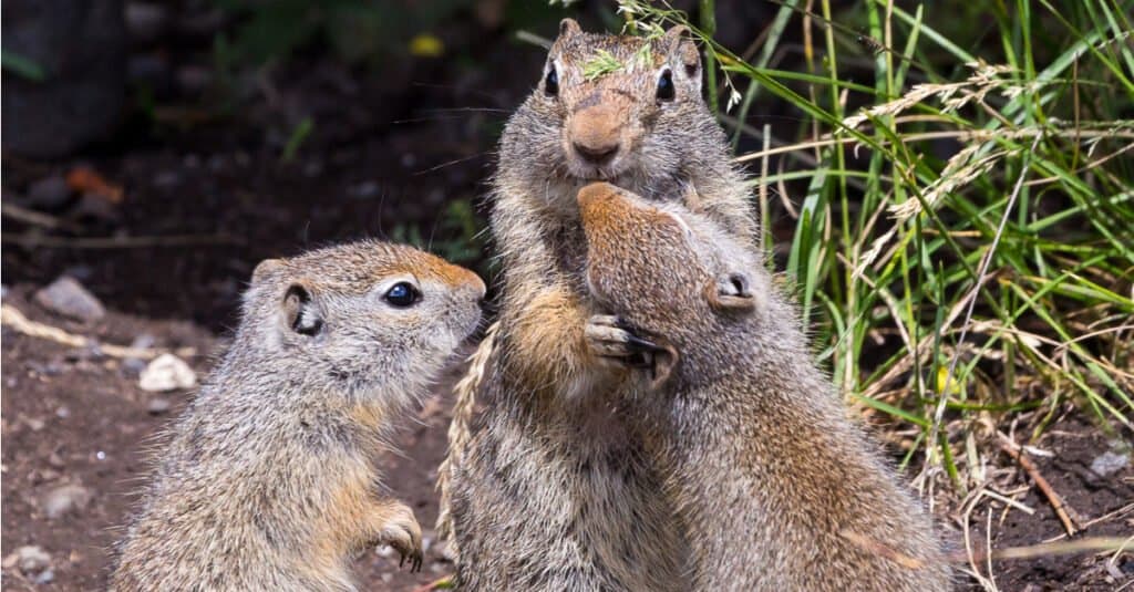 Un gruppo o un raduno di scoiattoli è chiamato scurry