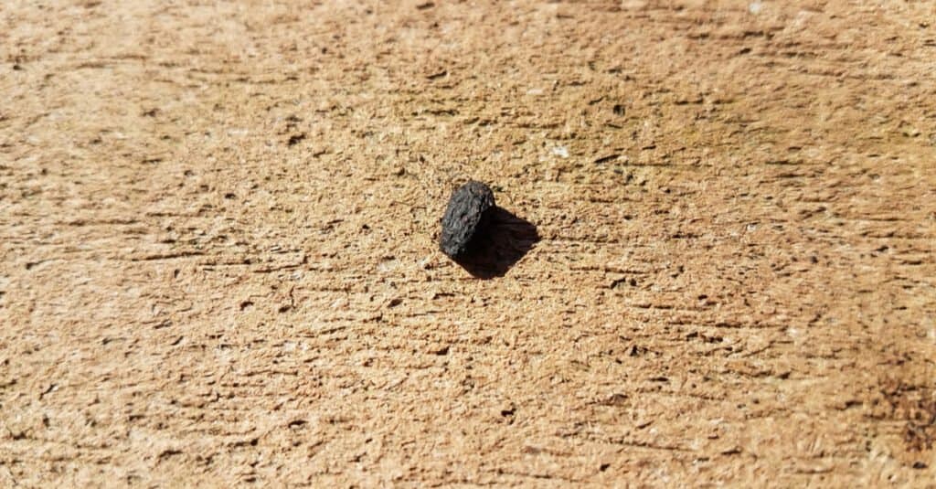 Cacca di scoiattolo vs cacca di topo - Cacca di scoiattolo