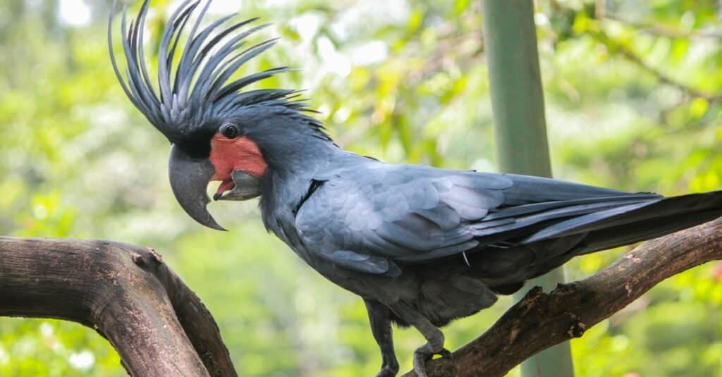 Cacatua delle palme nere degli uccelli più costosi