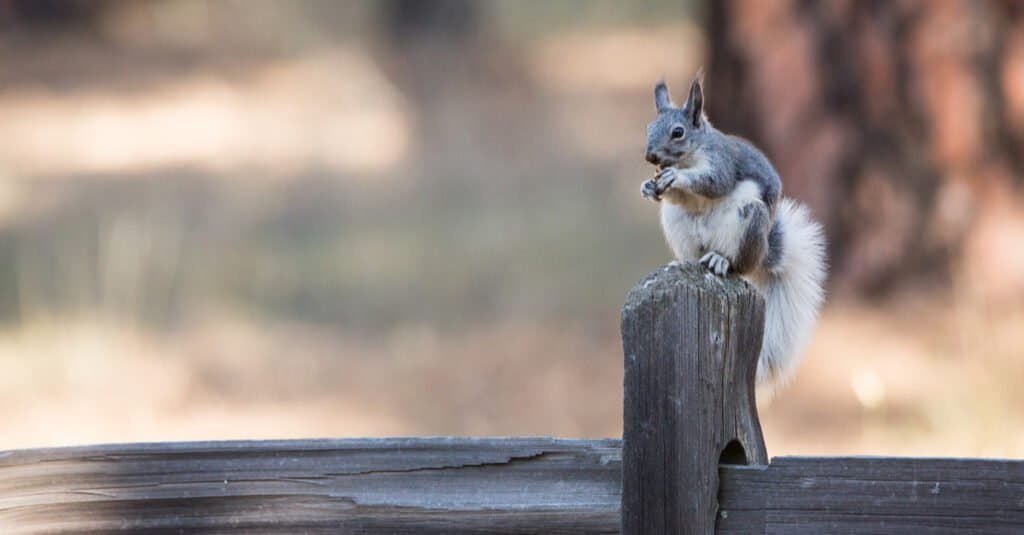 Lo scoiattolo più grande - Albert Squirrel