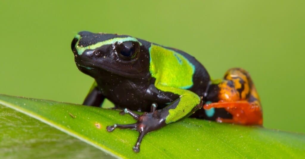 Mantella del barone in Madagascar, Parco nazionale di Ranomafana.