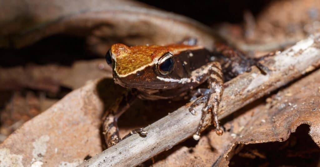 Rana endemica, Mantella marrone (Mantidactylus melanopleura), specie di piccola rana della famiglia Mantellidae.