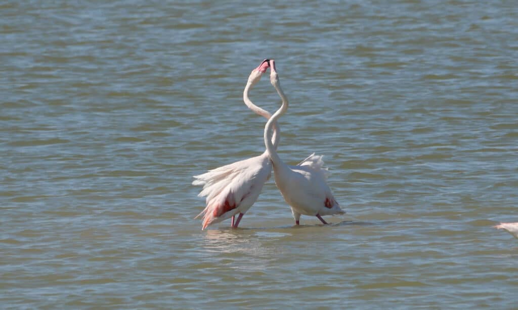 coppia di fenicotteri rosa