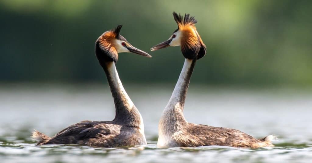 Animali che ballano