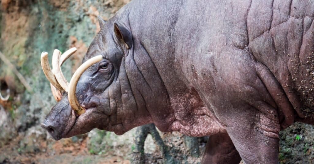 Animali che hanno zanne-Babirusa