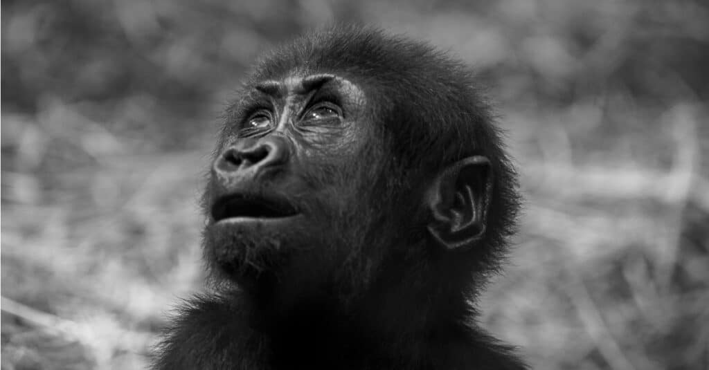gorilla del bambino - primo piano del gorilla del bambino