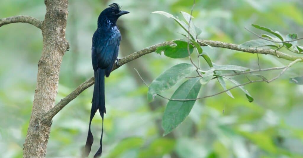 Drongo dalla coda a racchetta maggiore