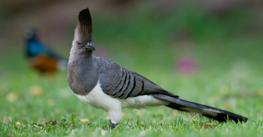 Uccello di fuga dal ventre bianco