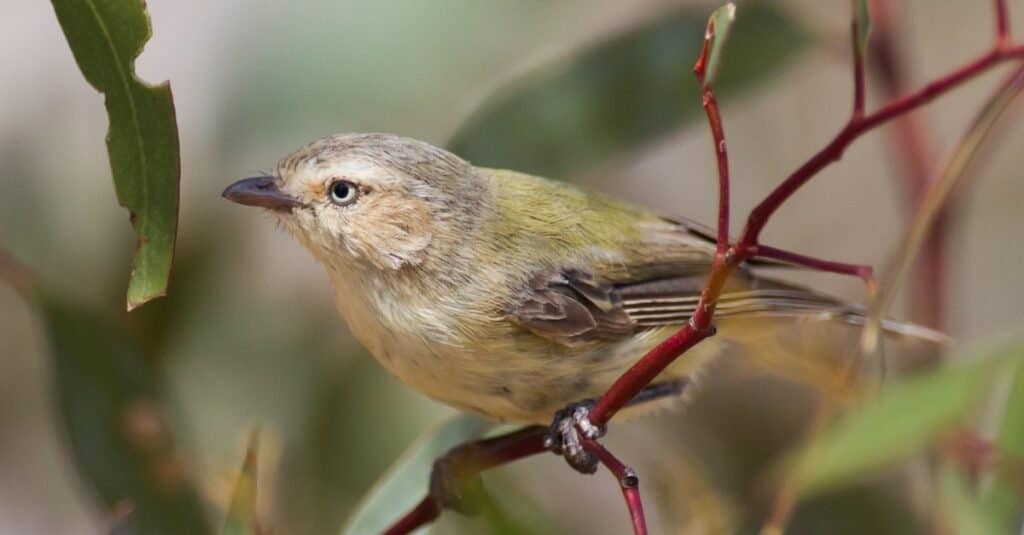 I più piccoli uccelli-Weebill