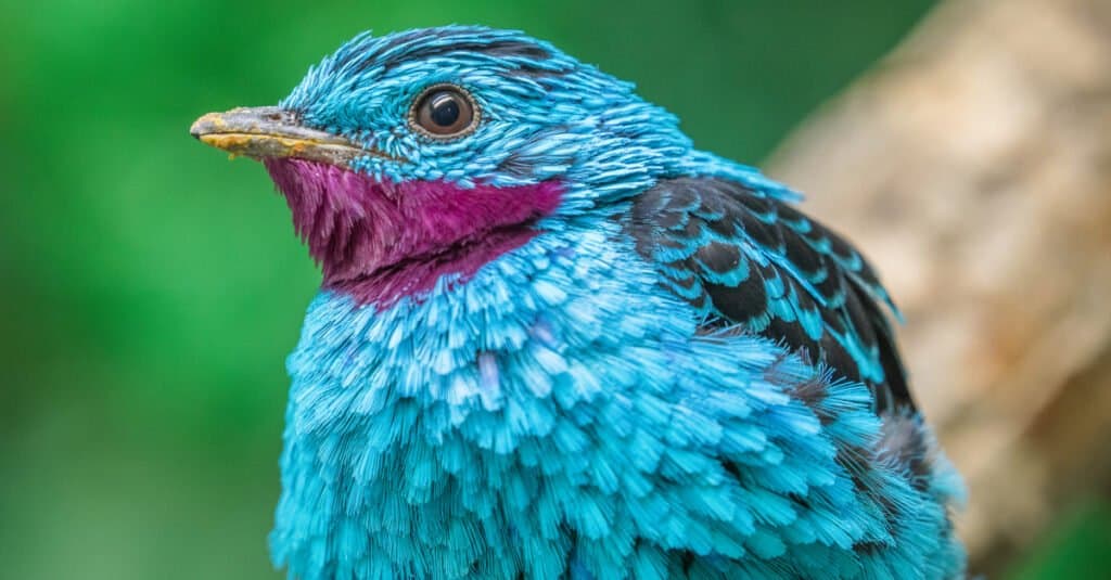 primo piano di bella cotinga spangled