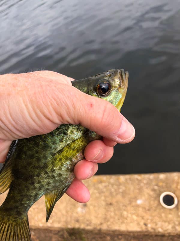 Spigola - Pesce, Maculato, Acchiappare, Immagine a colori, Pesce