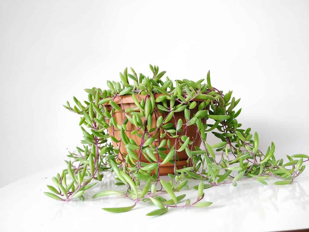 Collana di rubini Othonna capensis