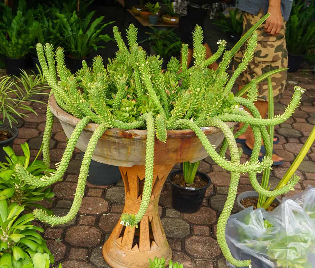 Cactus coda di ratto, Aporocactus flagelliformis
