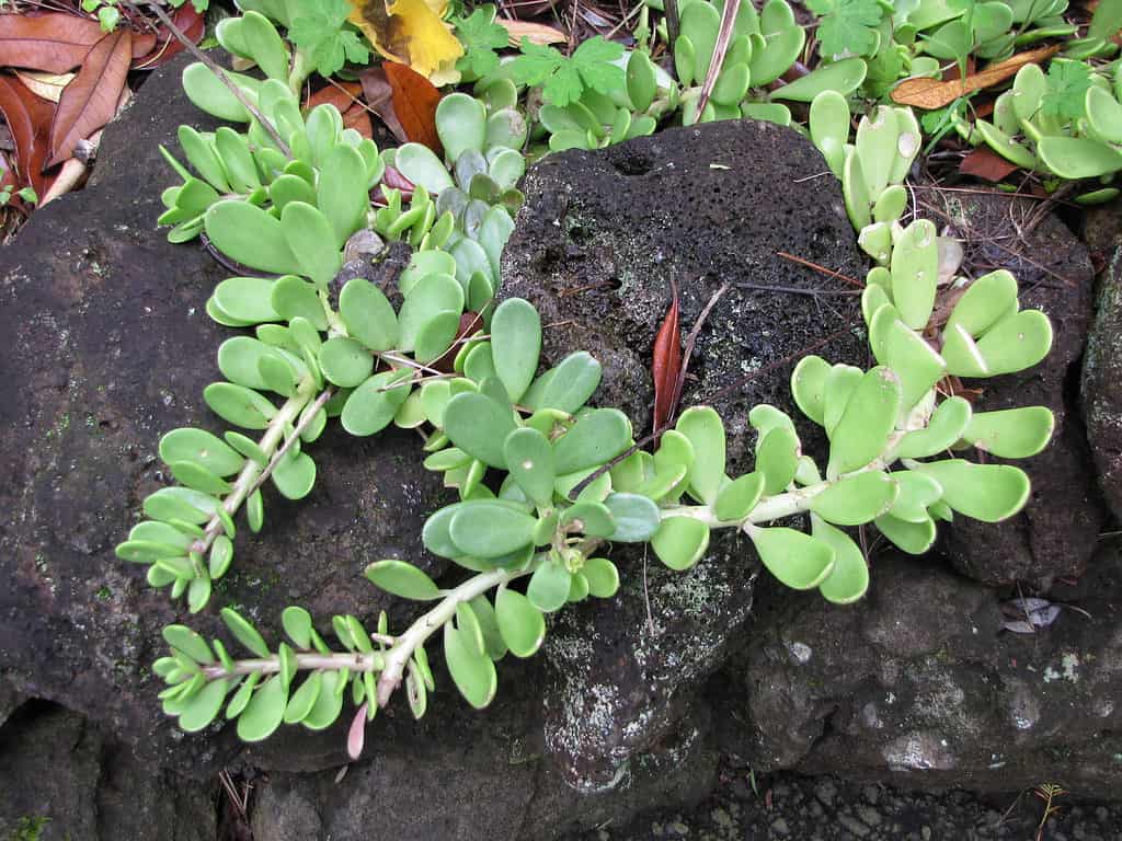 Giada finale, Senecio jacobsenii