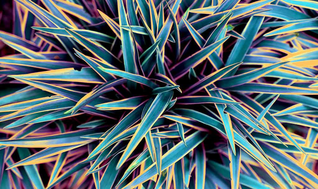 Un primo piano delle foglie colorate della varietà di piante ragno Chlorophytum comosum 'Ocean'