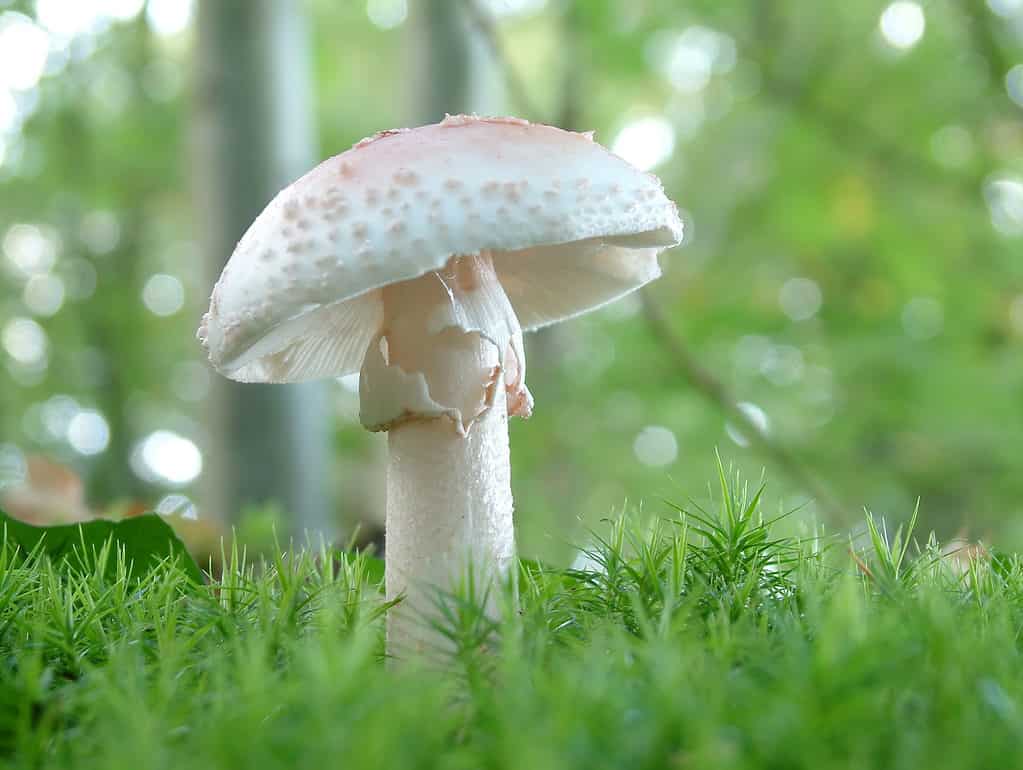 Amanita verna, fungo dello sciocco, angelo distruttore