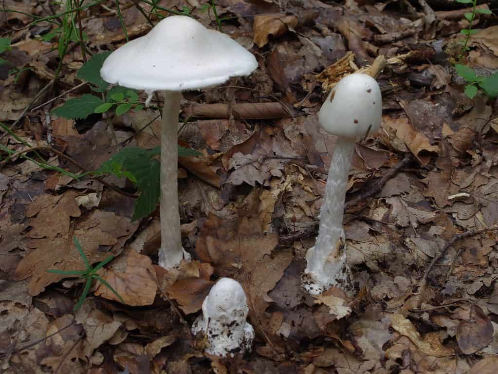 L'amanita virosa, fungo angelo distruttore, ha un gambo ispido