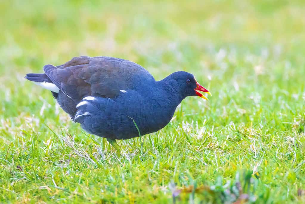 gallina comune