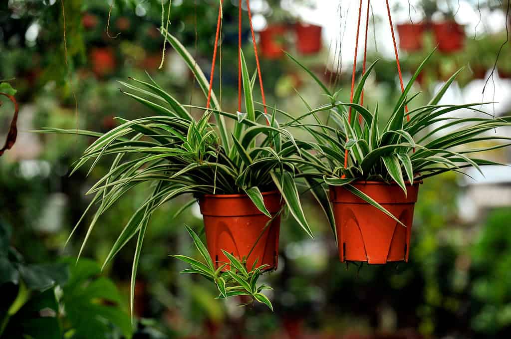 Due piante di ragno appese a due piccoli vasi arancioni in una serra