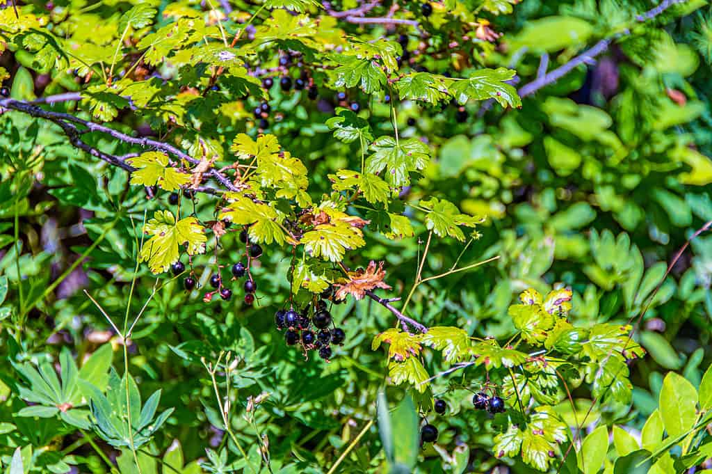 Mirtillo (Vaccinium membranaceum)