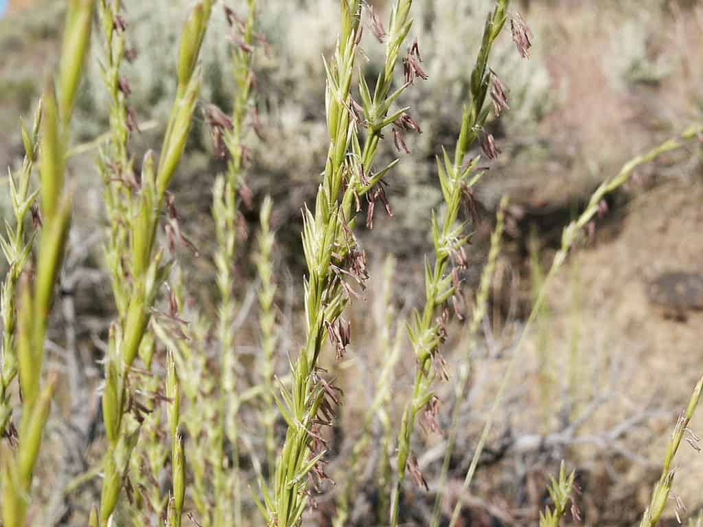 Erba di grano Bluebunch