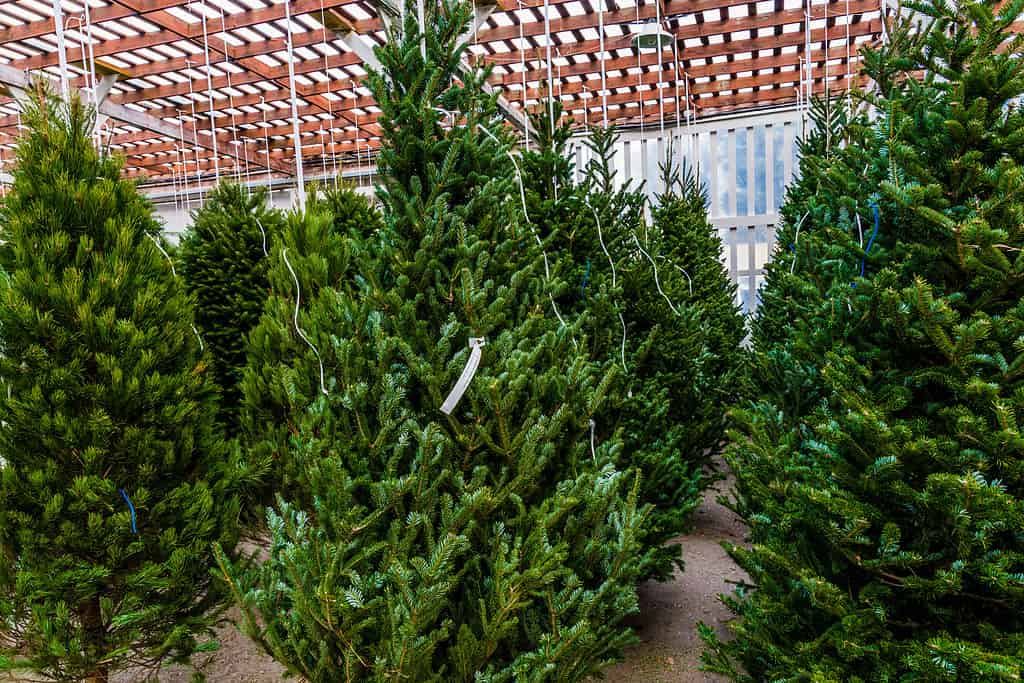 Abeti balsamici di Natale